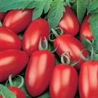 Температура воды при поливе томатов и других садовых растений