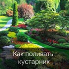 Плодовые кустарники и автополив Плодовые кустарники и автополив