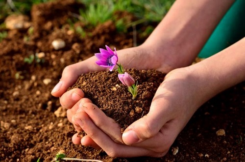 Подготовка почвы для посадок – этапы и советы
