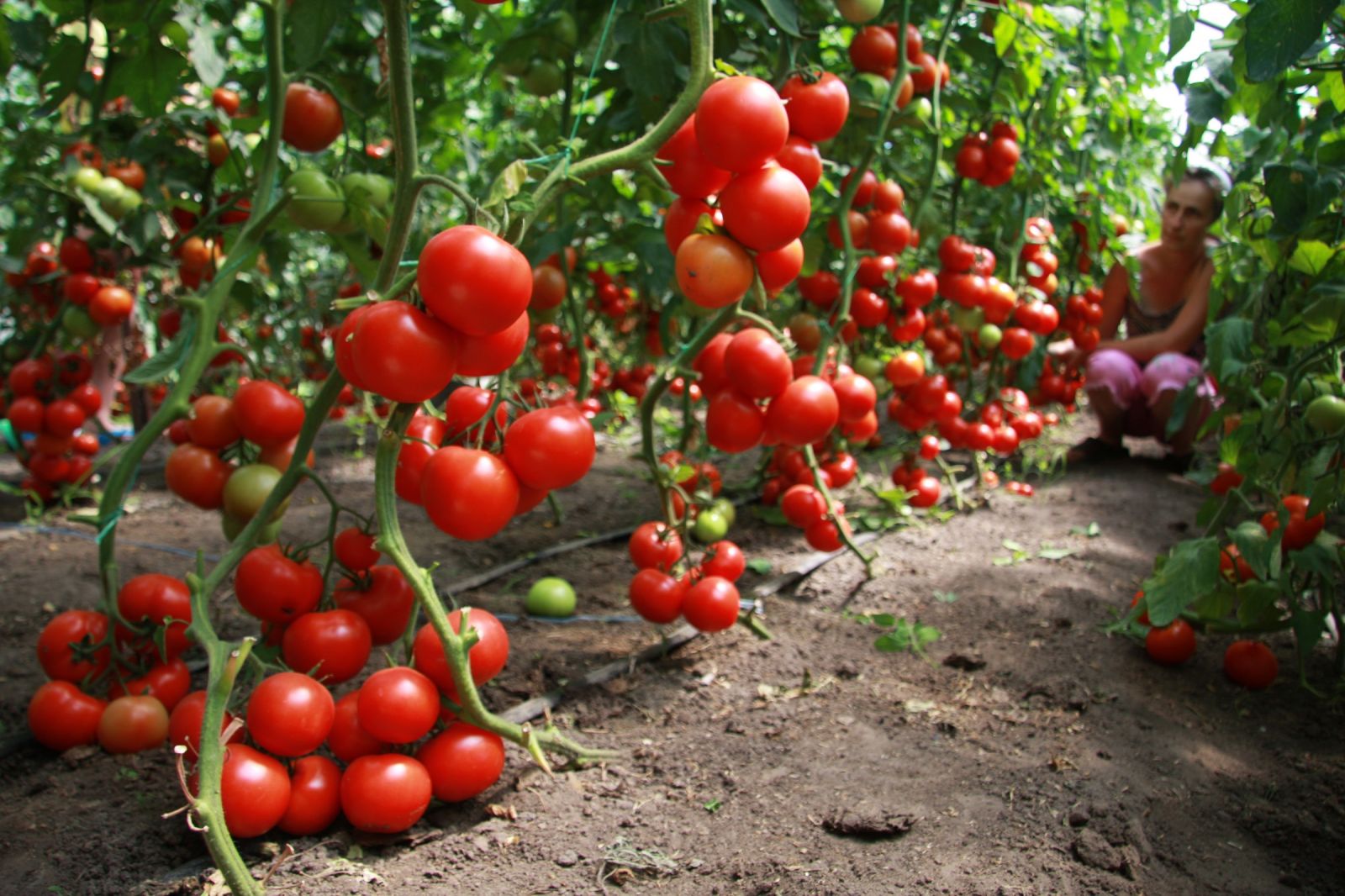 Какая температура воды для полива томатов и других садовых растенийкомфортна корням